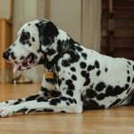 Large Breed Dog Food