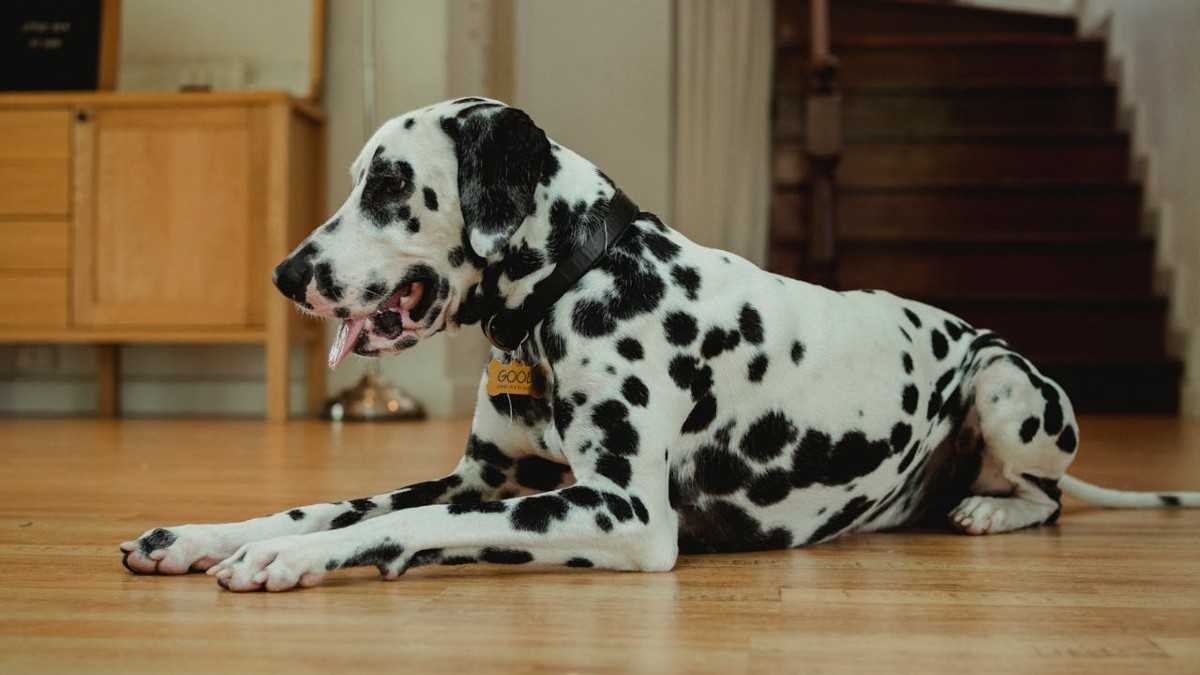 Large Breed Dog Food