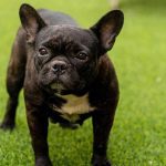 Small Dog Breeds in New York