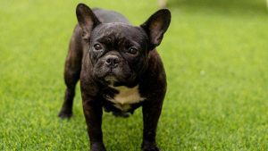 Small Dog Breeds in New York